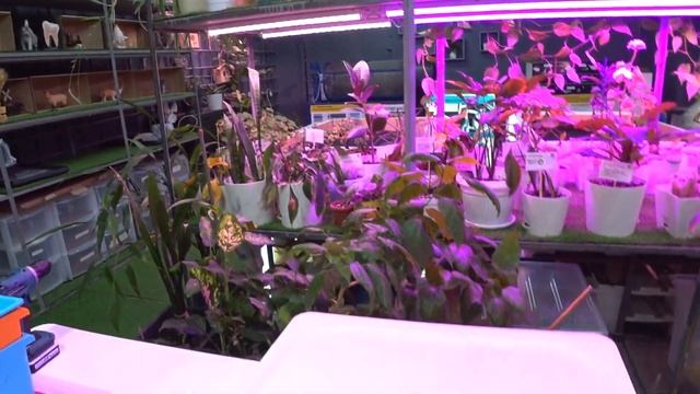 Как сделать домашний вермикомпостер своими руками. Разведение червей дома. Вермикомпостер. смотреть онлайн