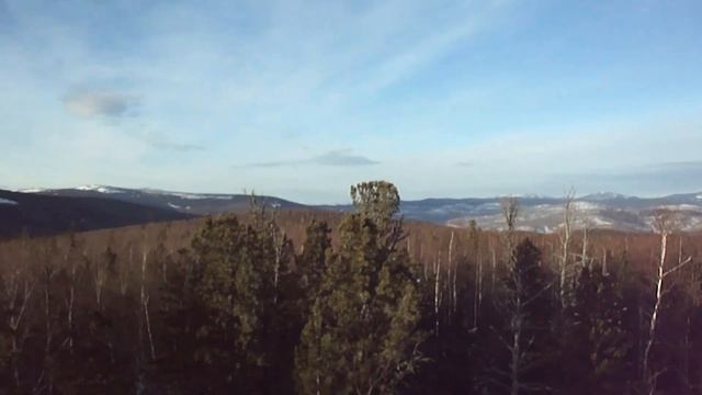 Охота на Соболя с Западносибирскими Лайками ЗСЛ смотреть онлайн