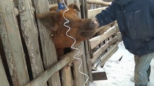 паролизатор для забоя свиней,продажа.