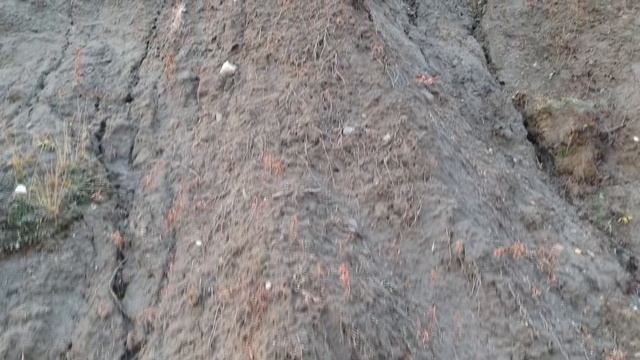 ЛУЧШАЯ РЫБАЛКА НА НАЛИМА!!! ЕСТЬ ТРОФЕЙ!!! рыбалка на налима осенью 2020. налим на донки ! смотреть онлайн