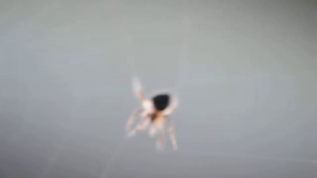 The spider weaves spider web / Паук плетёт паутину смотреть онлайн