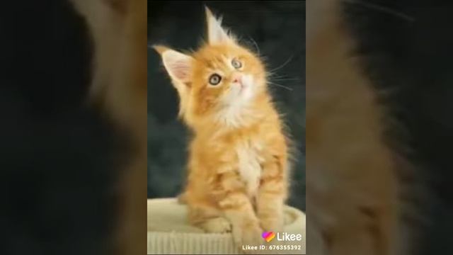 симбочка/прощай клип《симба я люблю тебя 》??грустное видео из лайки смотреть онлайн