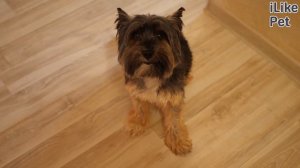 Как избежать лая собаки ночью: 5 советов