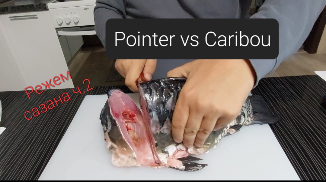 Режем сазана, ч.2. Ножи Caribou Южный Крест с N690 vs Pointer Beaver Knife с Х12МФ-ТО. смотреть онлайн