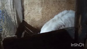 В каком возрасте обезроживать коз резинками! Первый раз делала так.