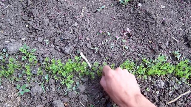 Секреты выращивания крупной здоровой моркови / Важные советы по уходу за морковью смотреть онлайн