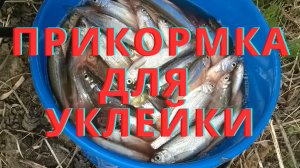 Супер прикормка для уклейки. Главное вовремя прекратить рыбалку!