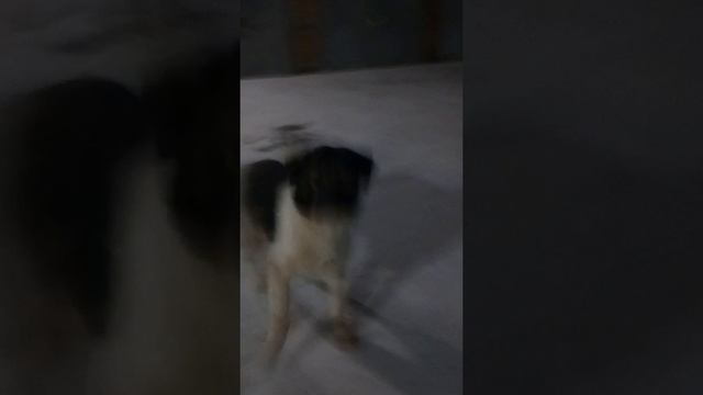 алабай и кавказец смотреть онлайн