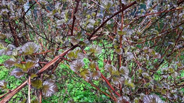 2022 Ботанический сад 15мая 9мин. 1317 4к.mp4 смотреть онлайн