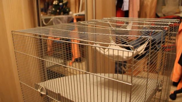 Уборка у крыс смотреть онлайн