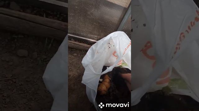 садим имбирь и авокадо смотреть онлайн