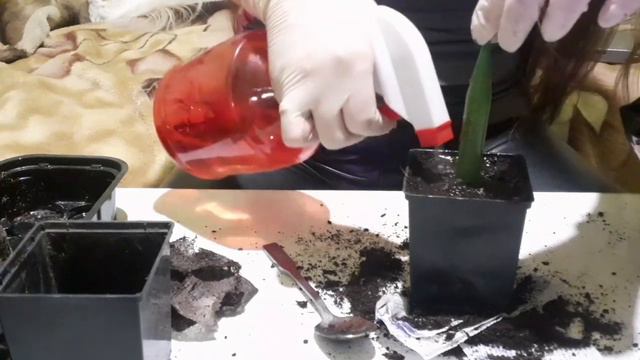 пересадка ЭУСТОМЫ смотреть онлайн