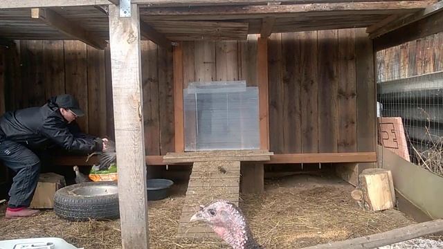 Как обрезать крылья индюшатам. смотреть онлайн