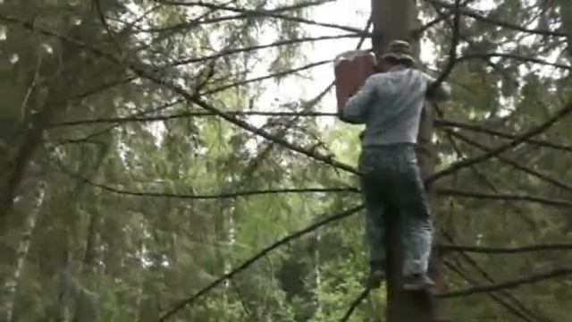 Ловим диких пчел в лесу 4. Установка ловушки для пчел смотреть онлайн