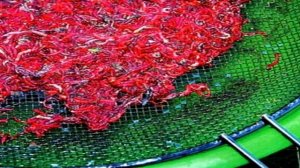 Разведение мотыля как бизнес идея с минимальными вложениями.