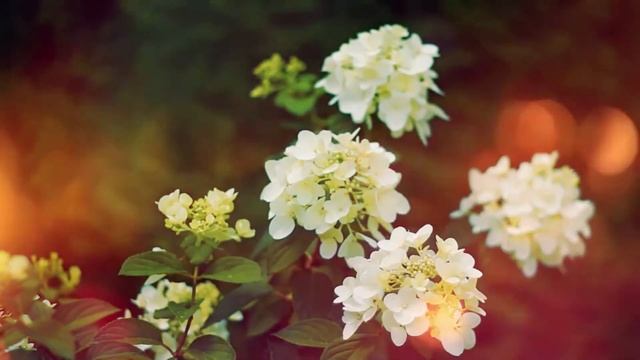 22 июля День Панкратия и Кирилла. Черничный День, Ягодник.Что нельзя делать/Какой сегодня праздник.