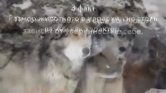 ,,Интересные факты о волках" смотреть онлайн