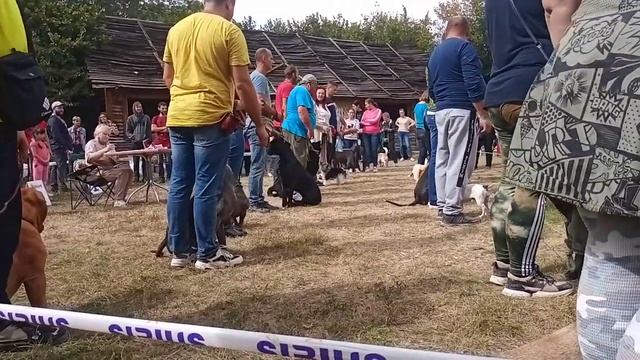 Собаки сдают тест Т-1 смотреть онлайн