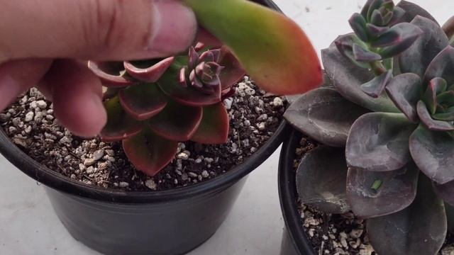 Echeveria Chroma o Echeveria melaco, y como distinguirlas! смотреть онлайн