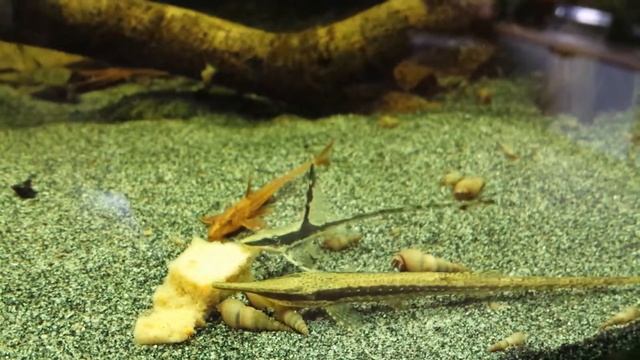 Farlowella Acus Feed Meat Pie