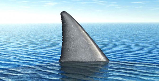 Акулы смотреть онлайн