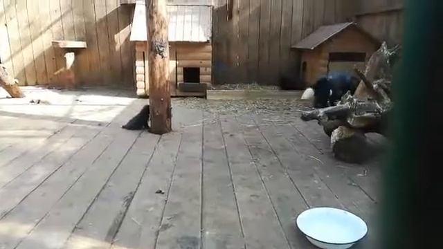 Чернобурые лисы Макс и Алиса и их прикольные детки смотреть онлайн