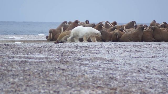 Медведи против моржей, моржи против людей смотреть онлайн
