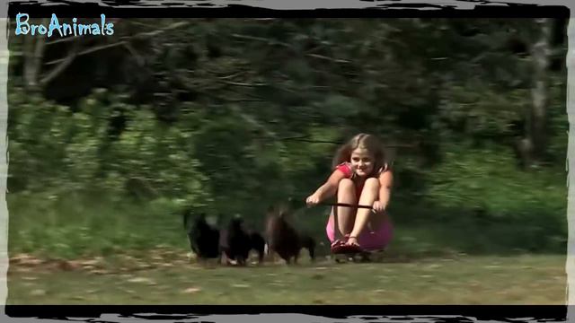 Приколы с Животными ДО СЛЕЗ | Jokes with Animals TO TEARS #617 смотреть онлайн