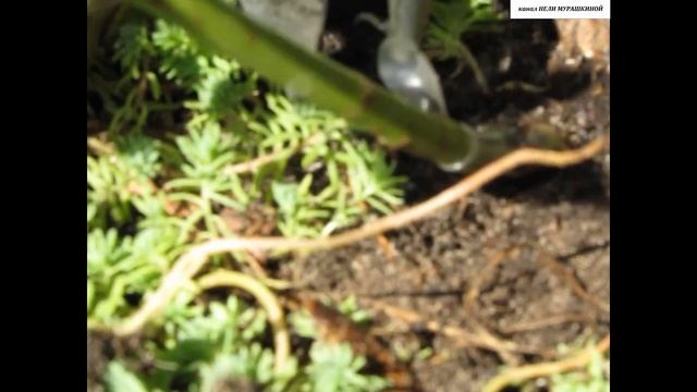 Обрезка РОЗ после прививки в КОРНЕВУЮ ШЕЙКУ и на ШТАМБ. смотреть онлайн