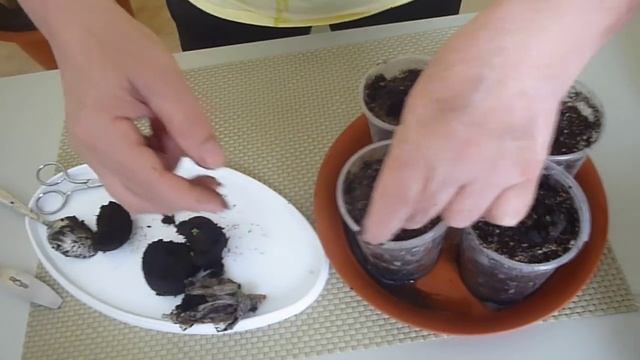 Эустома, как вырастить цветы эустомы из семян.Секреты выращивания.Пикирование. смотреть онлайн