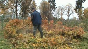 Рожь как сидерат. (осенняя культивация)