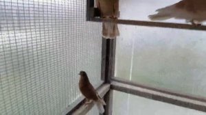 Ижевские голуби. Продажа. Московская область. +79057969350