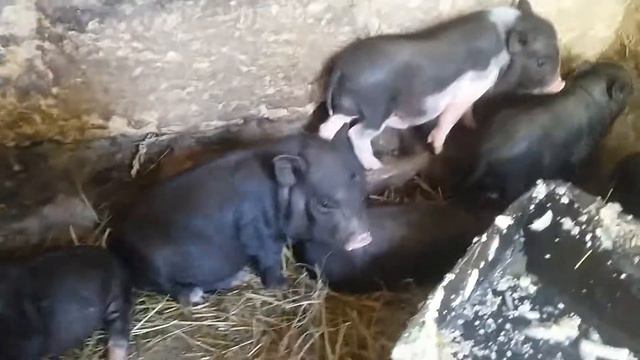 Перекорм поросят. Поросята заболели.