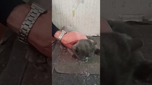 Кот подстригся, не будет в квартире шерсти./стрижка кошек. смотреть онлайн