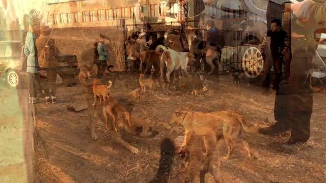 "Фундук" посетил приют для животных смотреть онлайн