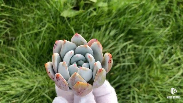 Echeveria Santa Lewis