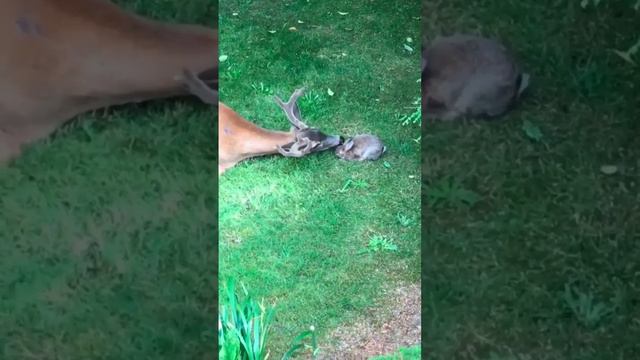 🐰❤️🔥 смотреть онлайн