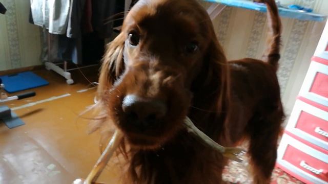 Мой друг очень любит корюшку(1) смотреть онлайн