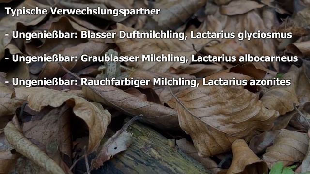 Fleischblasser Milchling, Falber Milchling, Blasser Milchling, Lactarius pallidus | Pilzportrait смотреть онлайн