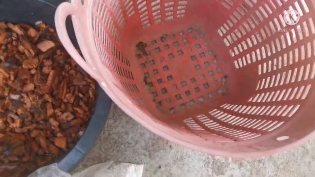 ย้ายตะกร้า.. บอนกระดาดทองอายุ8เดือน ฟอร์มอลังการ ประดับบ้านอย่างสวย🌱(สวยมากกก) смотреть онлайн