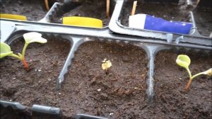 Выращивание зелени зимой на балконе - редис,укроп, петрушка, салат, шпинат, лук