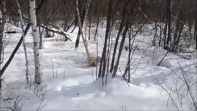 20 волк. Регулирование численности волка в ЕАО. Видео волчатника Павла. смотреть онлайн