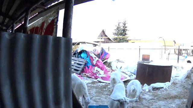 Любовь к козам это болезнь смотреть онлайн