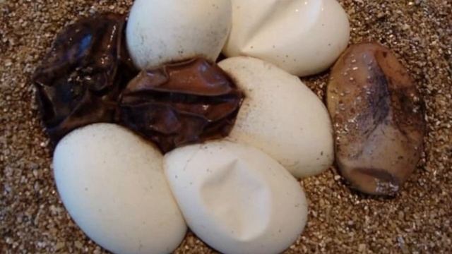 Отрыжка тухлого яйца смотреть онлайн