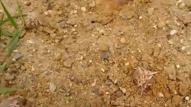 Грабли веерные Для любителей канала Грабли Лайф 18 06 21 смотреть онлайн