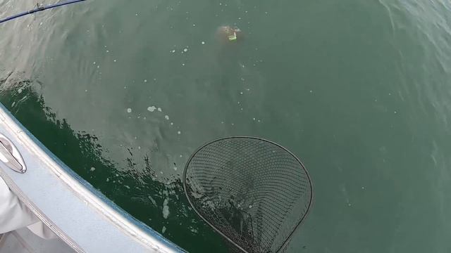 Fish Devour These Dark Color and 8-inch Gulp Baits! смотреть онлайн