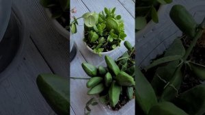 Дисхидии мирмекофиты(Гребешковая, Видаля, Клейсанта)