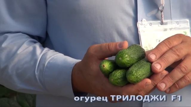Огурцы "Трилоджи" смотреть онлайн