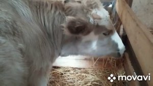 Почему овца не кормит ягненка.