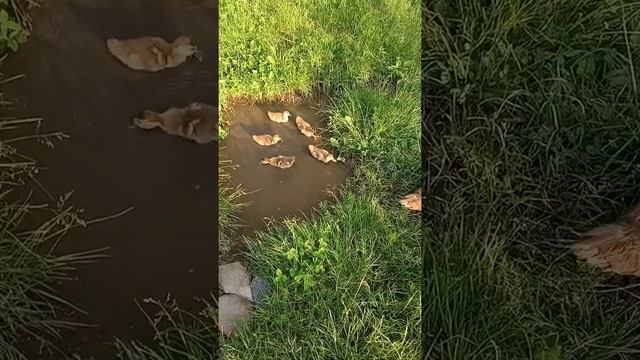 Дачные удовольствия. (1) смотреть онлайн